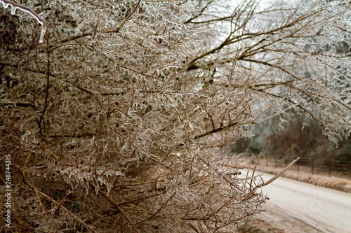 Ice outlines tree by a country dirt road after a massive storm blanketed the region.