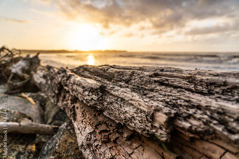 sunset on the coast of New Zealand with rocks and wood in the foreground, amazing sunset in new Zealand, great New Zealand landscape