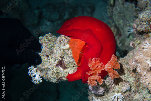 A Spanish Dancer slug