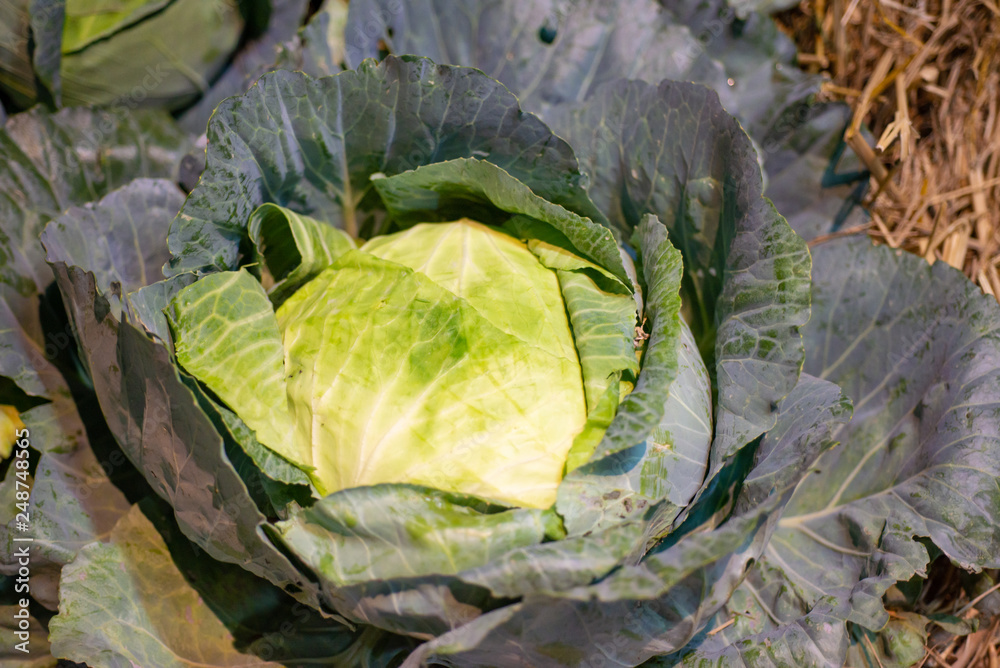 Close up green vegetable. Close up green vegetable.