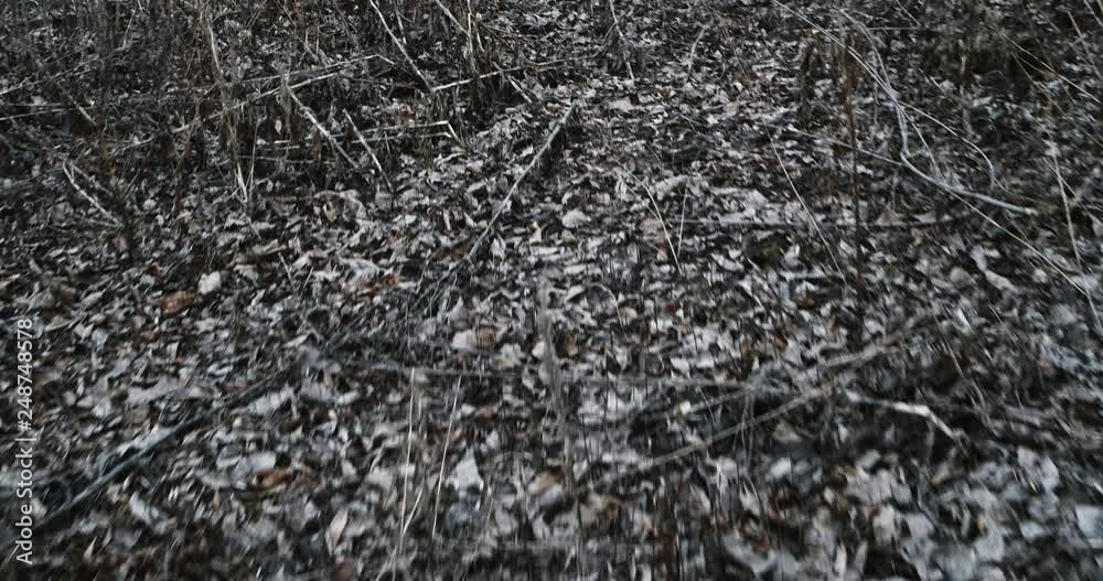 POV walking on dead leaves cover in forest POV walking on dead leaves cover in forest