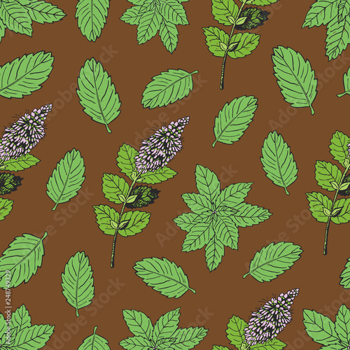 Tea collection.Vector hand drawn seamless pattern with mint © Nina