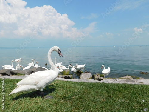 Fototapeta Naklejka Na Ścianę i Meble -  A pack of wild white swans on a lake