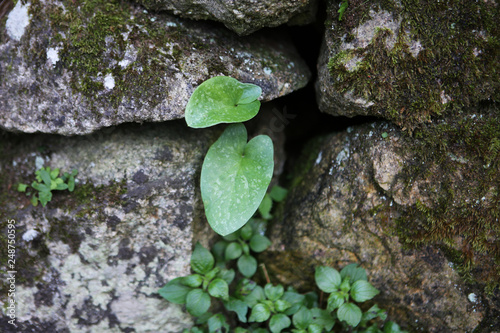 Green leaf growing in cement blocks