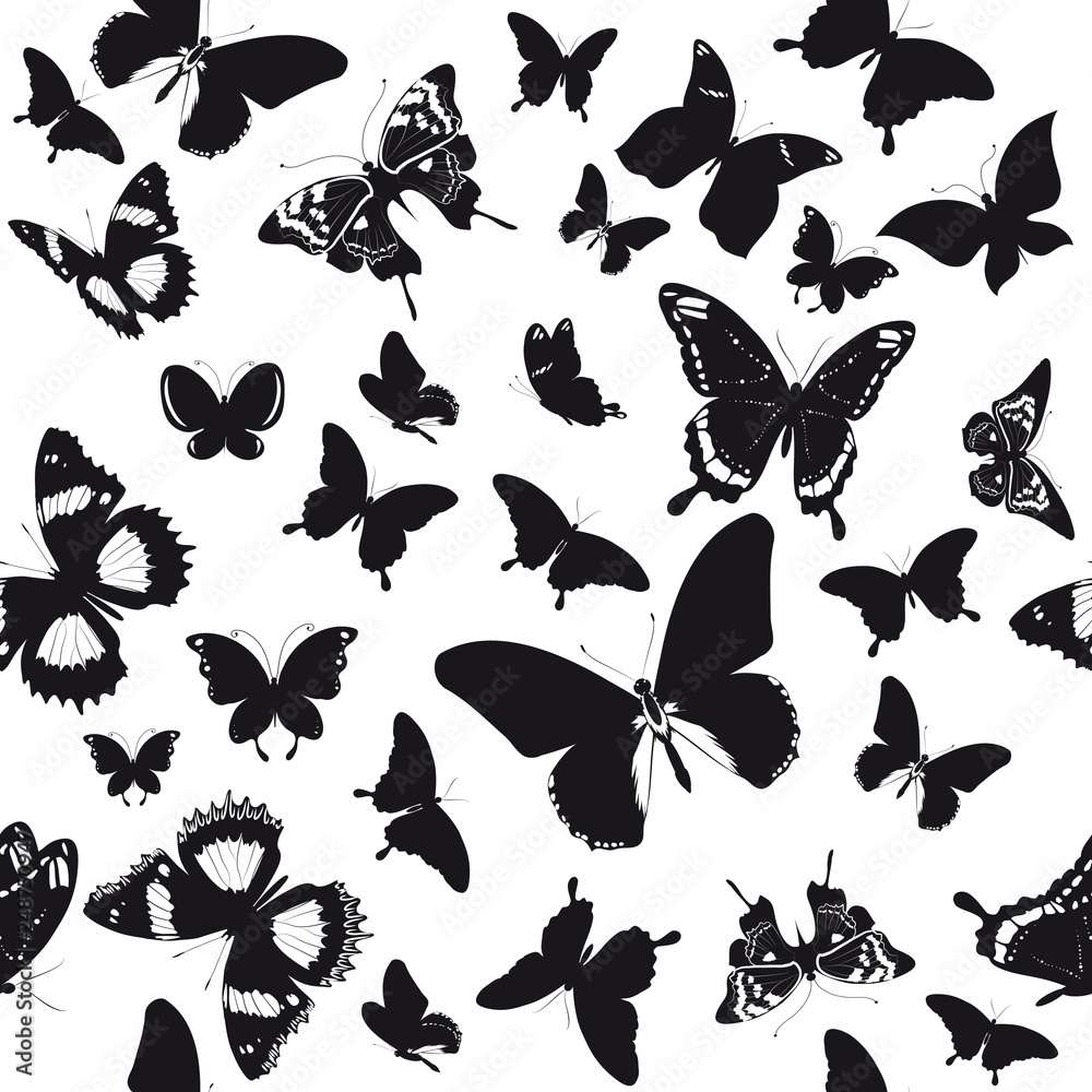 black butterfly, isolated on a white