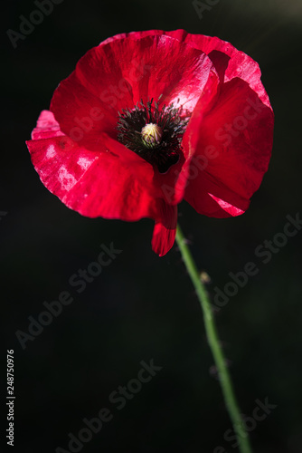 Elegant Red Poppy Flower in the wind on a green spring garden. Gentle movements in the breeze. Common Poppy. (Papaver Rhoeas).