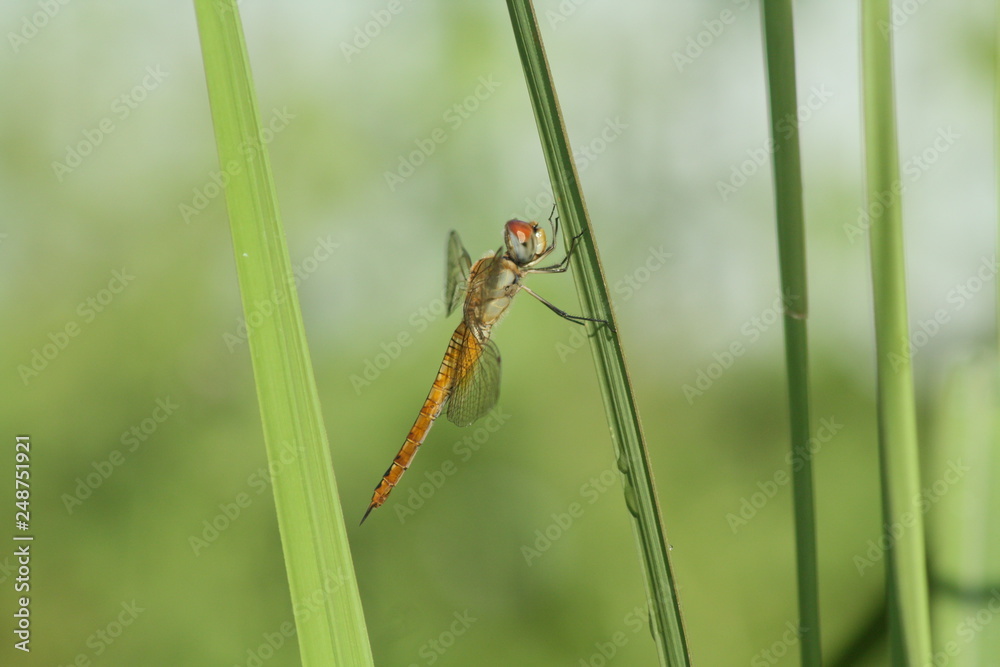 Libellulidae, dragonfly insects perch on a beautiful stalk Libellulidae, dragonfly insects perch on a beautiful stalk