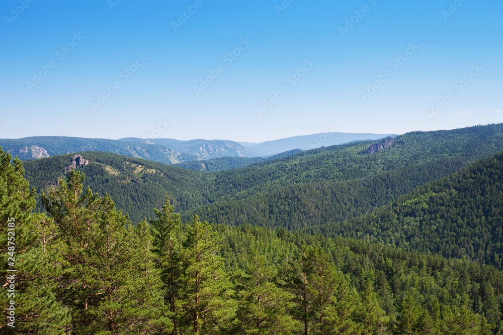 Landscape of coniferous forests. Panorama. Summer sunny day