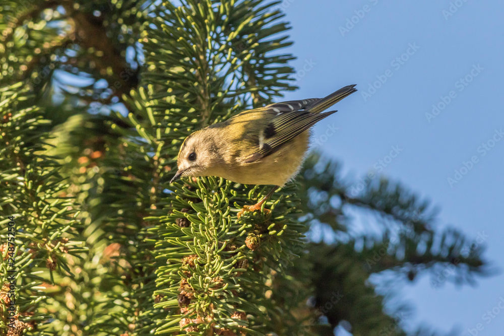 Goldcrest (Regulus regulus) on a branch
