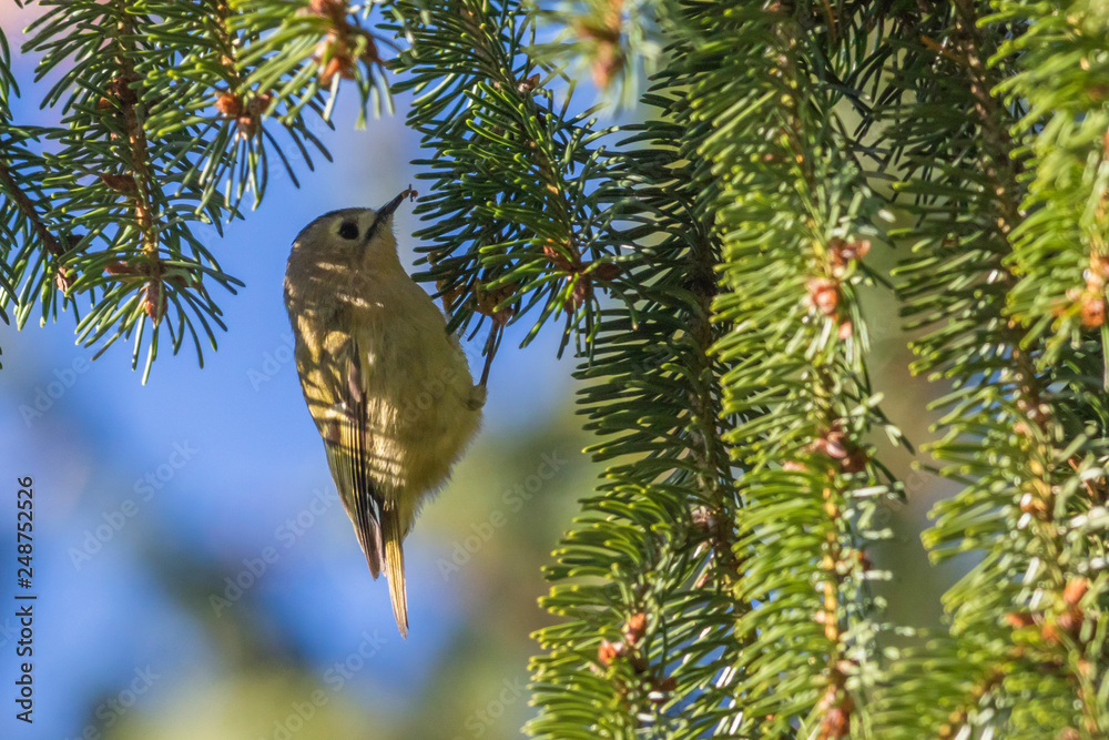 Goldcrest (Regulus regulus) on a branch