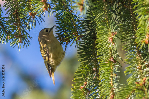 Obraz na płótnie Goldcrest (Regulus regulus) on a branch w salonie