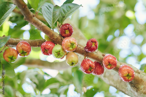 Rose apple fruit photo