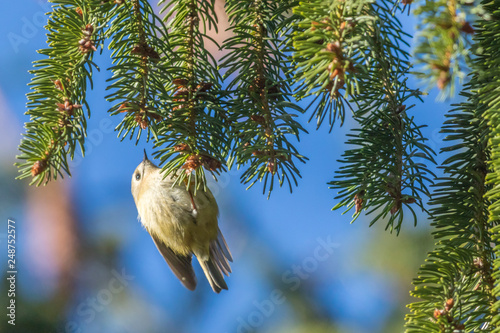 Obraz na płótnie Goldcrest (Regulus regulus) on a branch w salonie