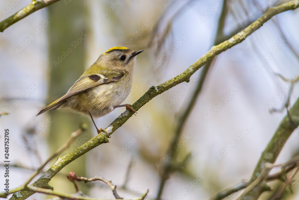 Goldcrest (Regulus regulus) on a branch