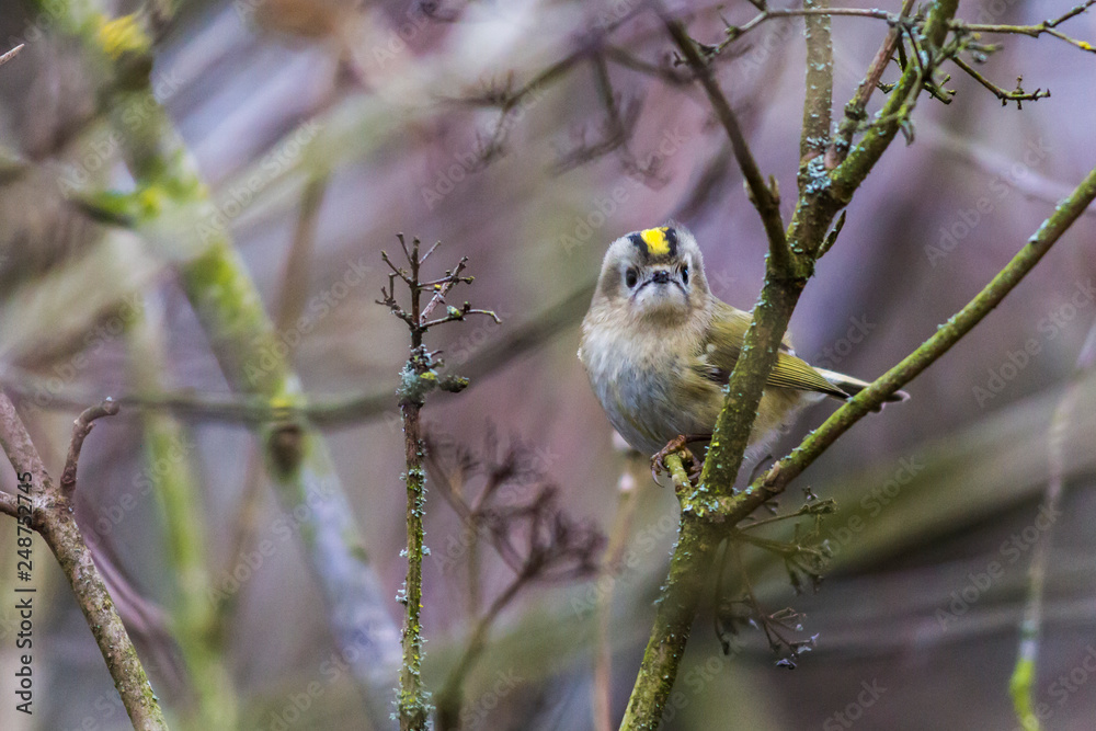 Goldcrest (Regulus regulus) on a branch