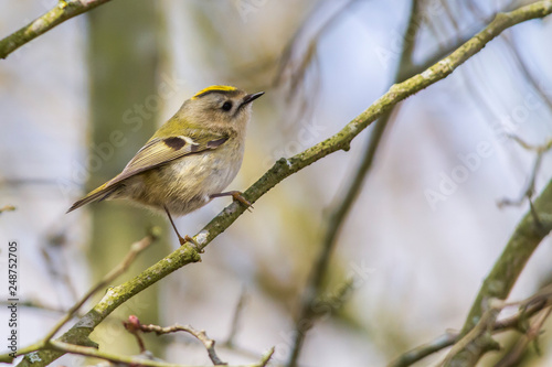 Obraz na płótnie Goldcrest (Regulus regulus) on a branch w salonie