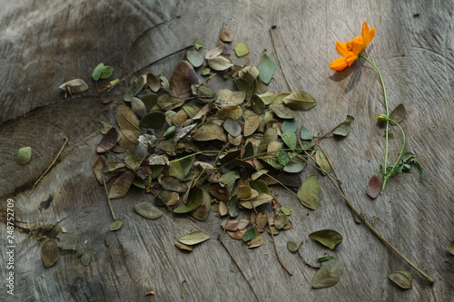 Deciduous flowers and leaves on wood