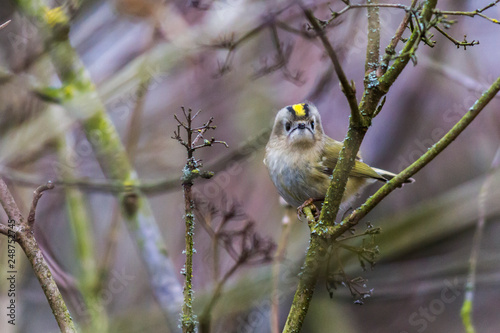 Obraz na płótnie Goldcrest (Regulus regulus) on a branch w salonie