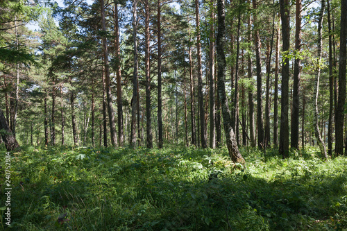 Wild forest of Siberia. Summer sunny day