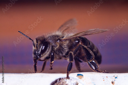 european or western honey bee