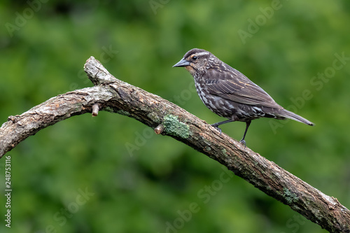 The mistle thrush (Turdus viscivorus) sitting on the branch