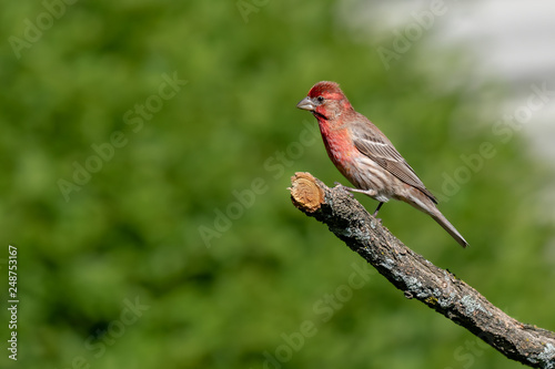 House Finch-Haemorhous mexicanus perched on a branch © jgorzynik