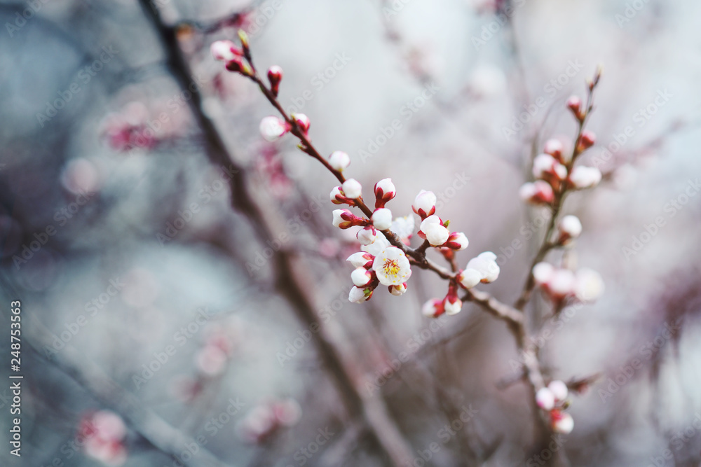 white flowering apricot tree close-up. The concept of spring white flowering apricot tree close-up. The concept of spring