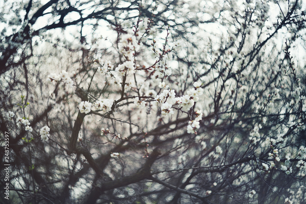Obraz premium white flowering apricot tree close-up. The concept of spring