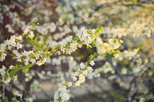 white blooming Apple tree close-up. The concept of spring