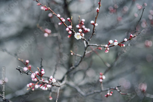 spring flowering apricot close-up. The concept of the awakening of nature, April, may.