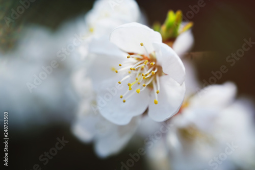 spring flowering apricot close-up. The concept of the awakening of nature, April, may.