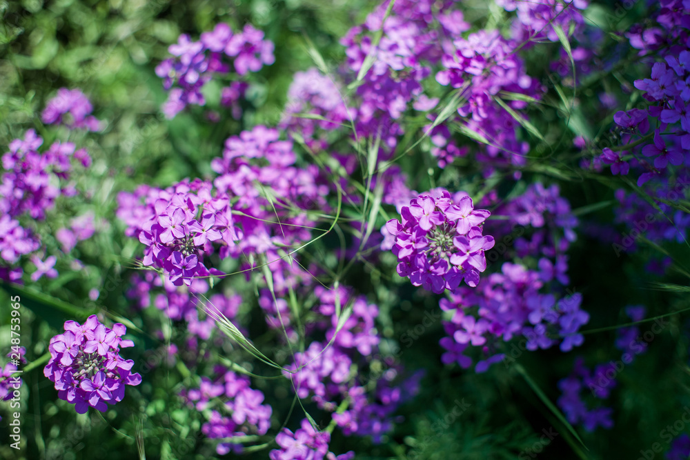 Blooming pink lilac flowers Blooming pink lilac flowers