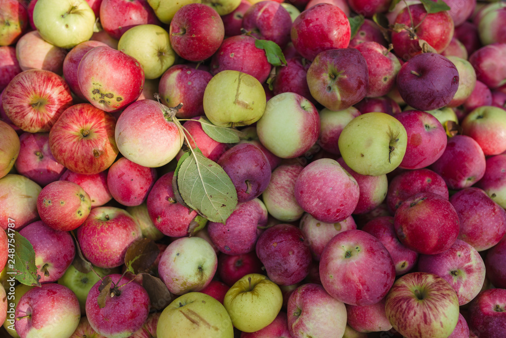 Red apples with green leaves fresh autumn background Red apples with green leaves fresh autumn background