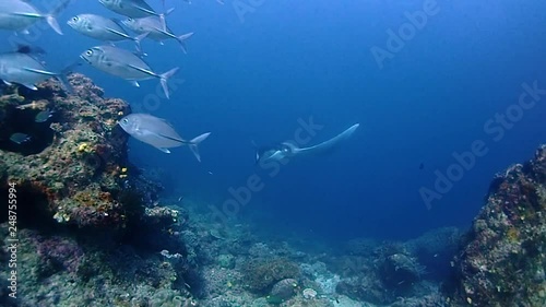 A school of silvery fish with a suprise behind them. suddently a giant mantaray appears very majestic photo