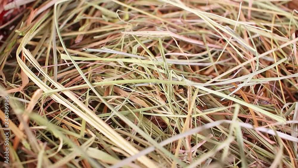 hay straw pet bedding dry herbs grass food closeup texture pattern seamless looping rotating video footage hd resolution. hay straw pet bedding dry herbs grass food closeup texture pattern seamless looping rotating video footage hd resolution.