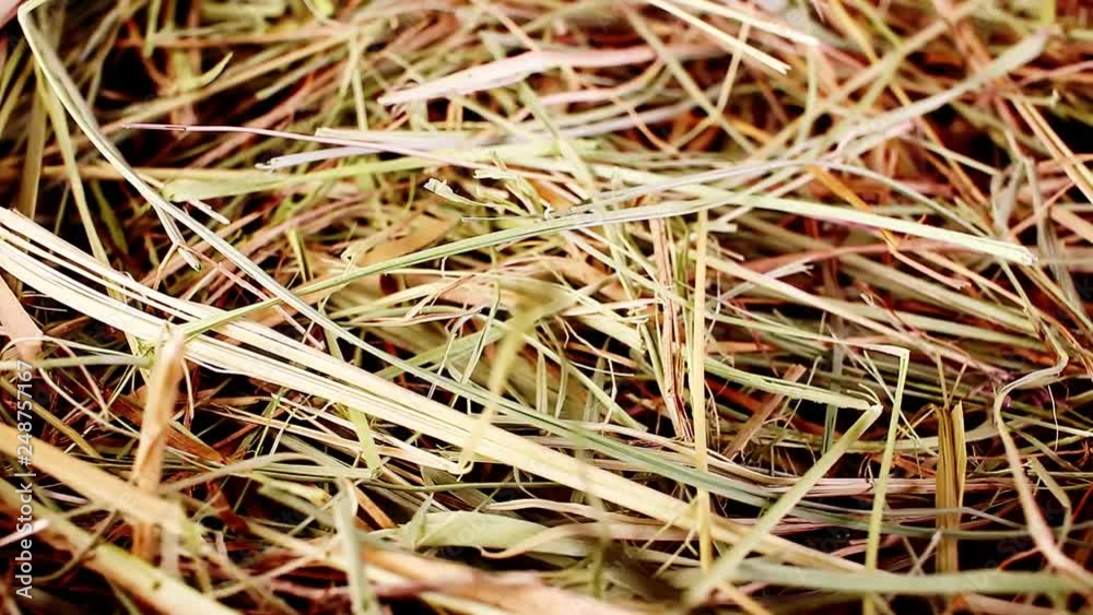 hay straw pet bedding dry herbs grass food closeup texture pattern seamless looping rotating video footage hd resolution. hay straw pet bedding dry herbs grass food closeup texture pattern seamless looping rotating video footage hd resolution.