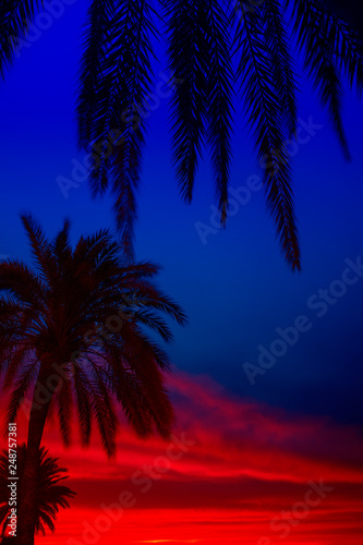 Palm trees on island Mallorca beach. Photo for travel and vacation on a tropical beach concept.