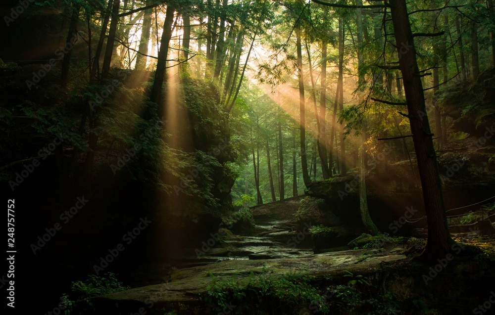 Sun rays peaking through the woods