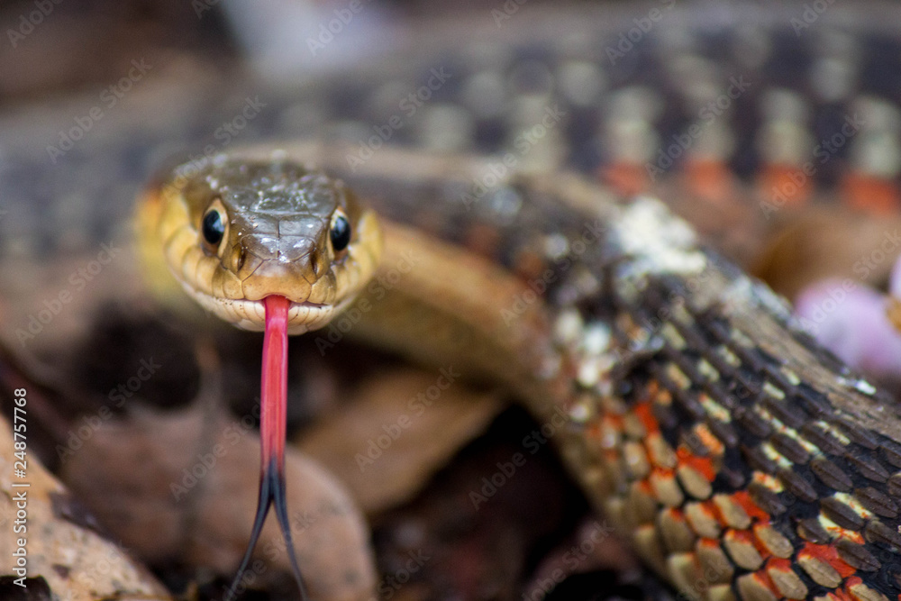 Snake Stare-down