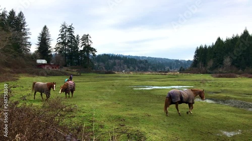 Four horses wearing winter blankets on a pasture in Coos Bay, Oregon