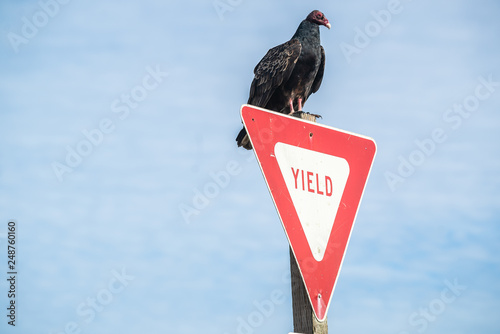 Turkey Vulture Buzzard Condor ready to take flight. Sitting on a Street Yield Sign. California Pacific Ocean photo
