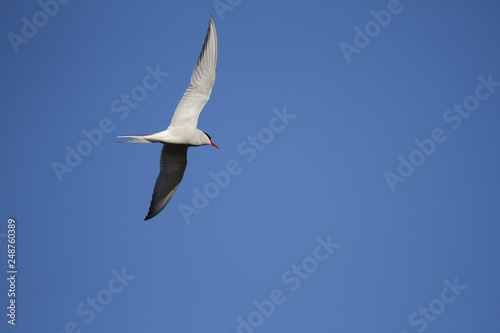 Arctic Tern  Sterna paradisaea  flying around searching for food