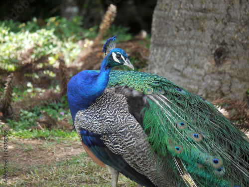 Pavão