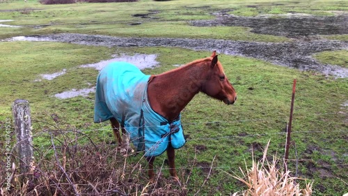 Friendly horses grazing on a pasture, wearing heavy winter blankets to stay warm