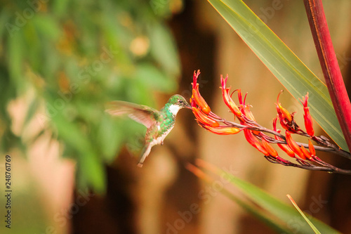 Hummingbird in the plant