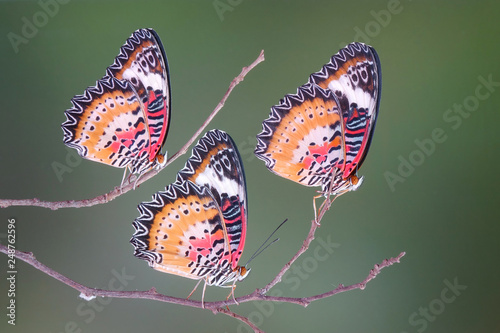 Butterfly : Leopard lacewing butterfly (Cethosia cyane)(Male) is a species of heliconiine butterfly found from India to southern China and Indochina. Selective focus, blurred background and copy space photo