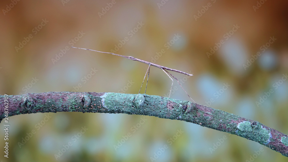 Walking stick insect or Phasmids (Phasmatodea or Phasmatoptera) also known as stick insects, stick-bugs, walking sticks, bug sticks or ghost insect. Selective focus, blurred background with copy space Walking stick insect or Phasmids (Phasmatodea or Phasmatoptera) also known as stick insects, stick-bugs, walking sticks, bug sticks or ghost insect. Selective focus, blurred background with copy space