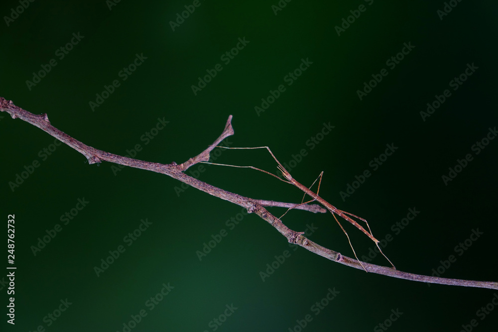 Walking stick insect or Phasmids (Phasmatodea or Phasmatoptera) also