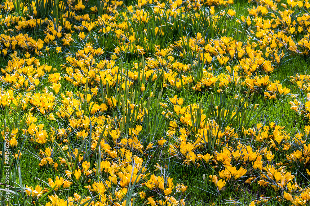 Field Covered in Cheerful Yellow Crocus Flowers in Amsterdam, Netherlands