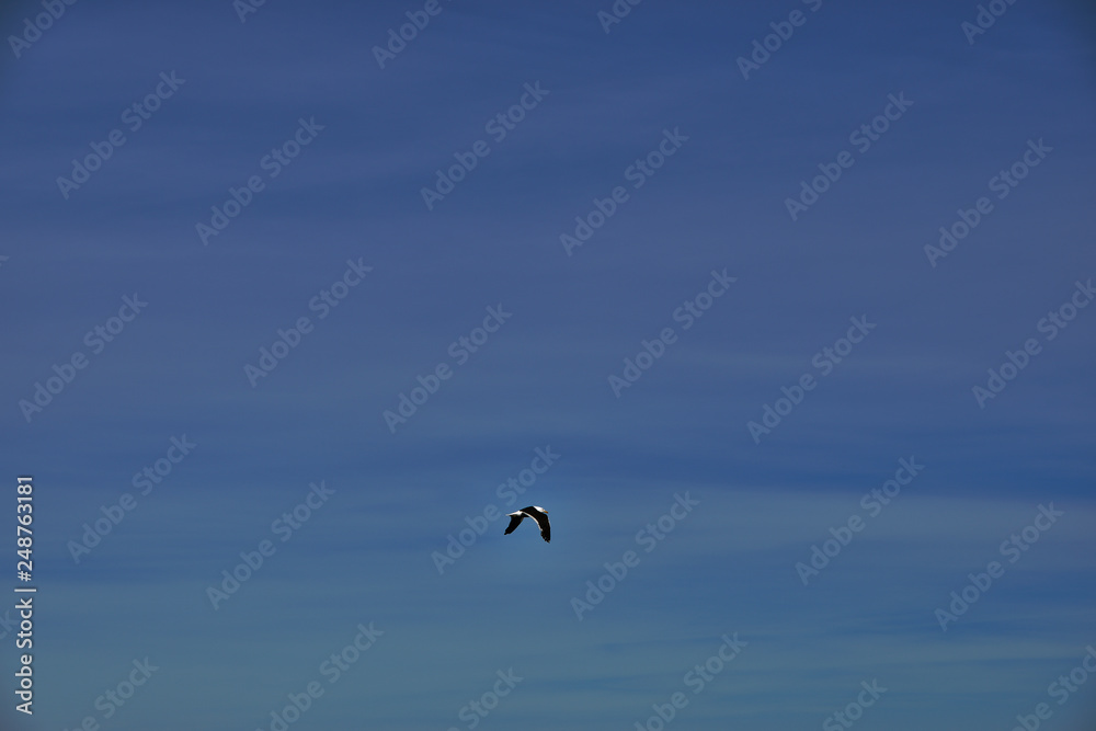 Gaviota volando en libertad con cielo azul de fondo en patagonia argentina